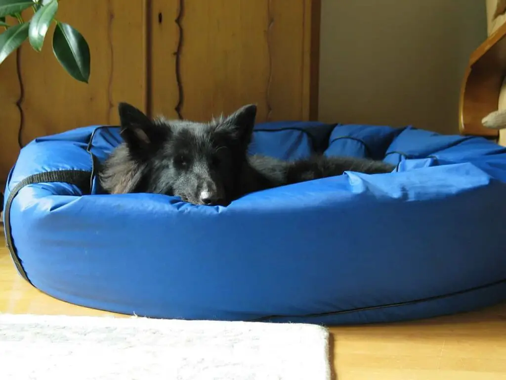 Dog Bed For Large Dogs