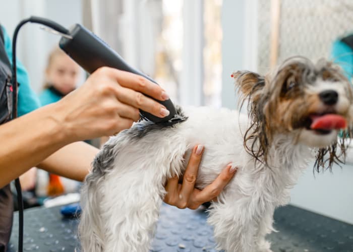Dog Clippers For Dog
