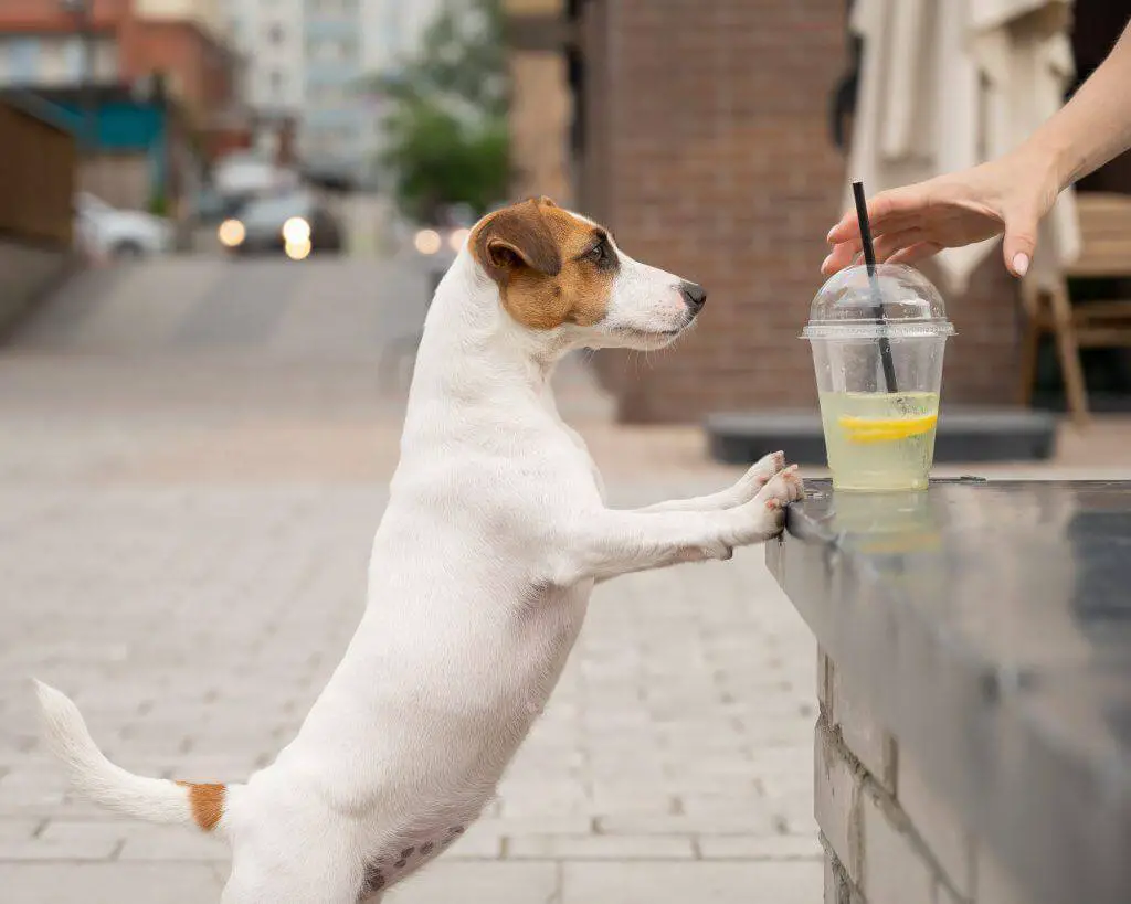 Dog Drink Lemonade