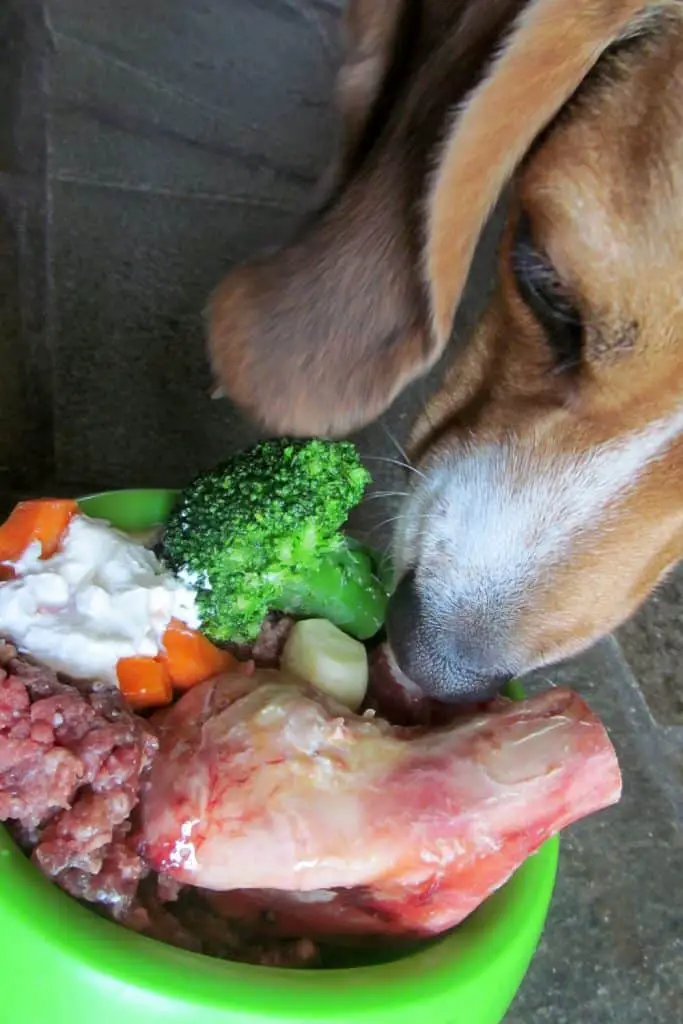Dog Eating Raw Food