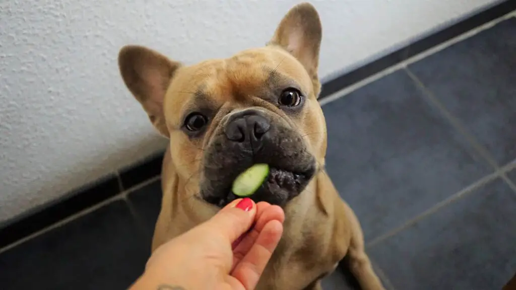 Dog Eating Cucumber