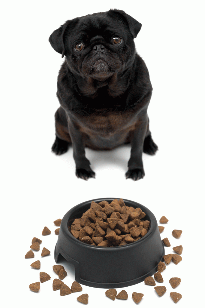 Dog Food For Pugs