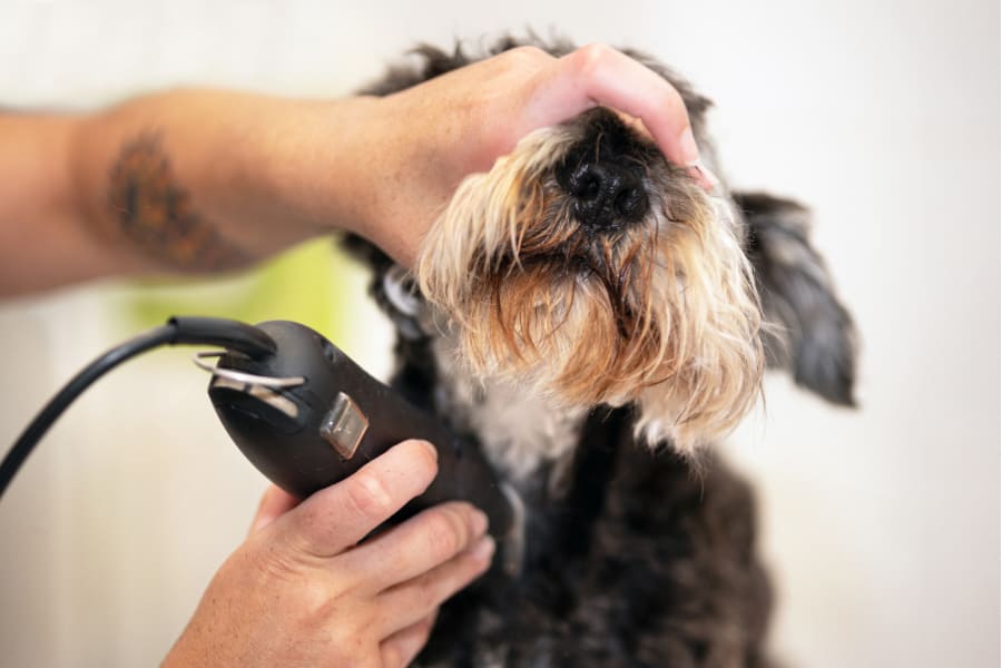 Dog Grooming With Clippers