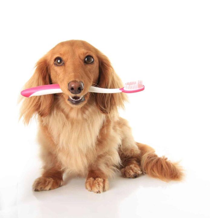 Dog Holding Toothbrush