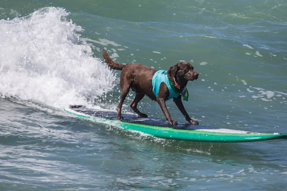 Dog Learning To Surf