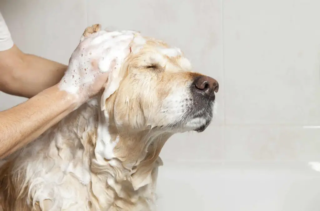 Washing Dog with Shampoo