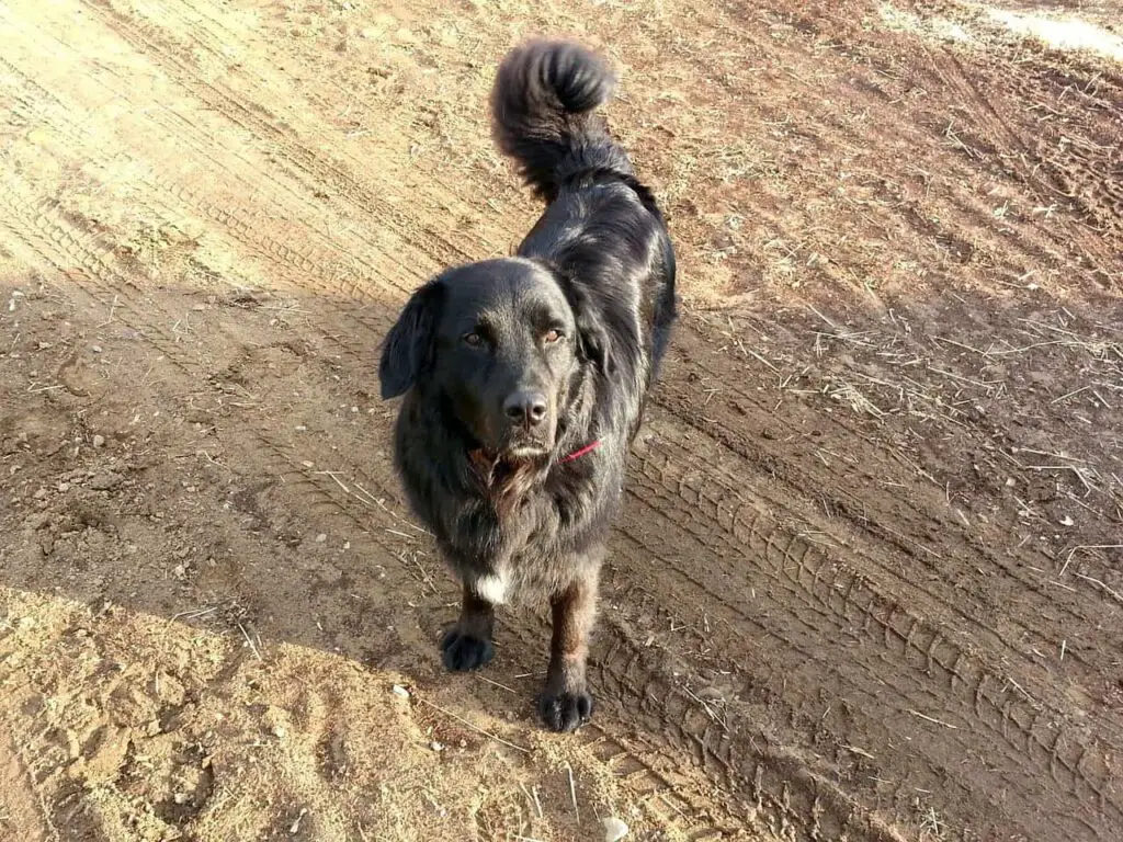 Dog standing On Dirt