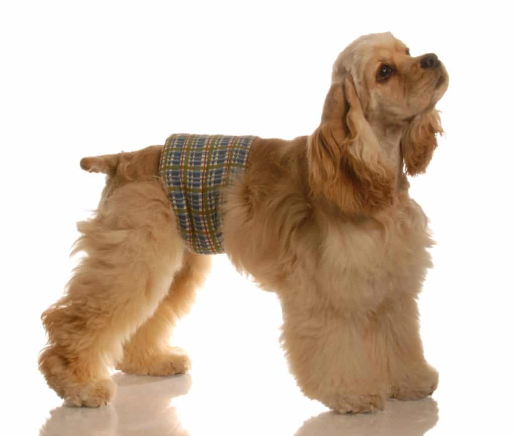Dog Wearing Belly Band
