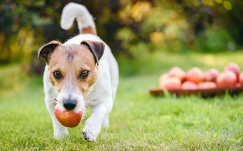 Dog With An Apple