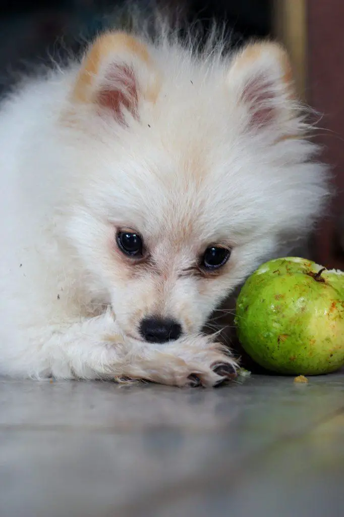 Dog With Guava