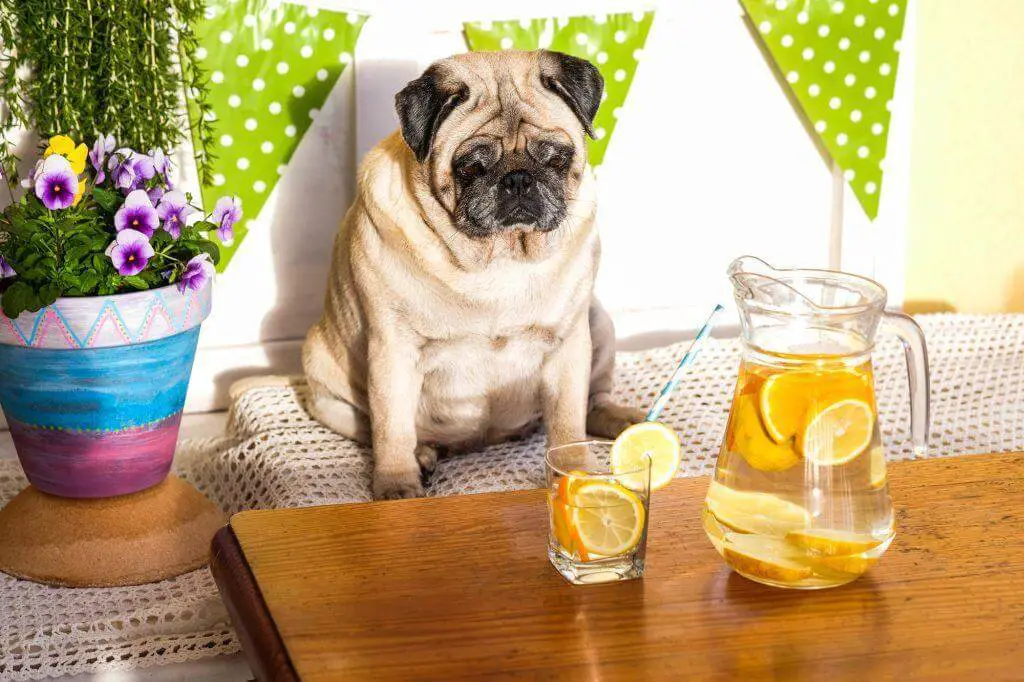 Dog With Lemonade