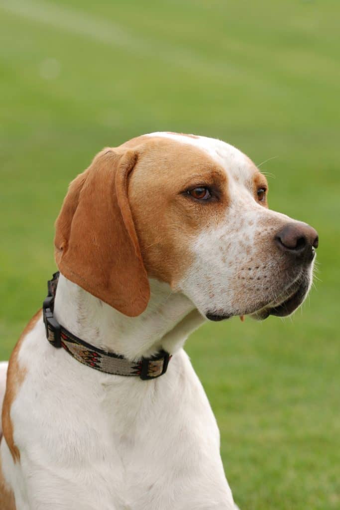 English Pointer Puppy For Sale