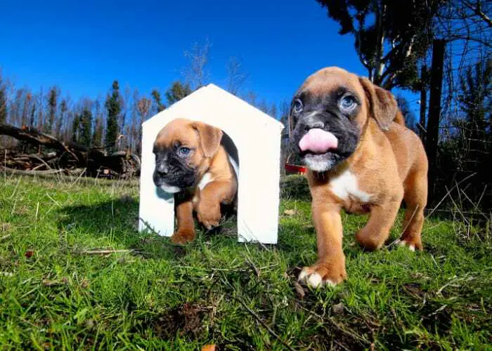 European Boxer Puppies For Sale