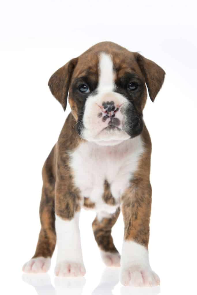 Where to Find European Boxer Puppies for Sale Dogable