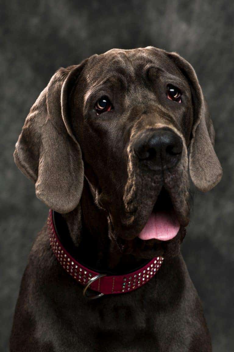 European Great Dane Puppies for Sale Dogable