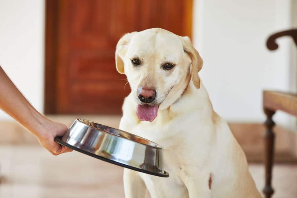Ways to Fatten up a Dog Quickly