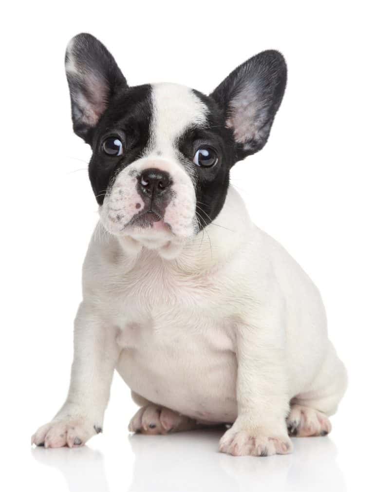 Where to Find Teacup French Bulldog Puppies for Sale Dogable