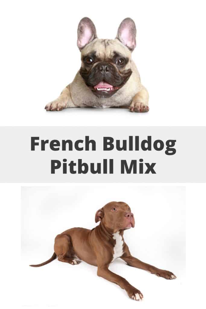 French Bulldog Pitbull Mix Pin
