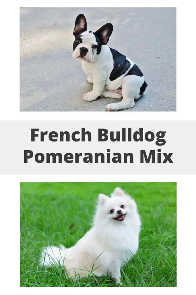 French Bulldog Pomeranian Mix Pin