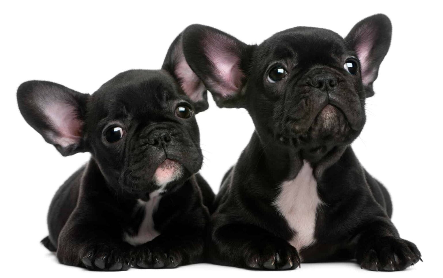 Where to Find Teacup French Bulldog Puppies for Sale Dogable
