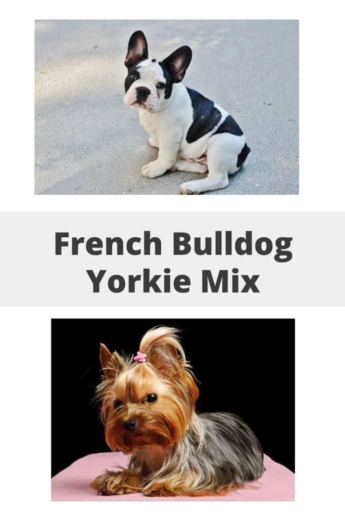 French Bulldog Yorkie Mix Pin