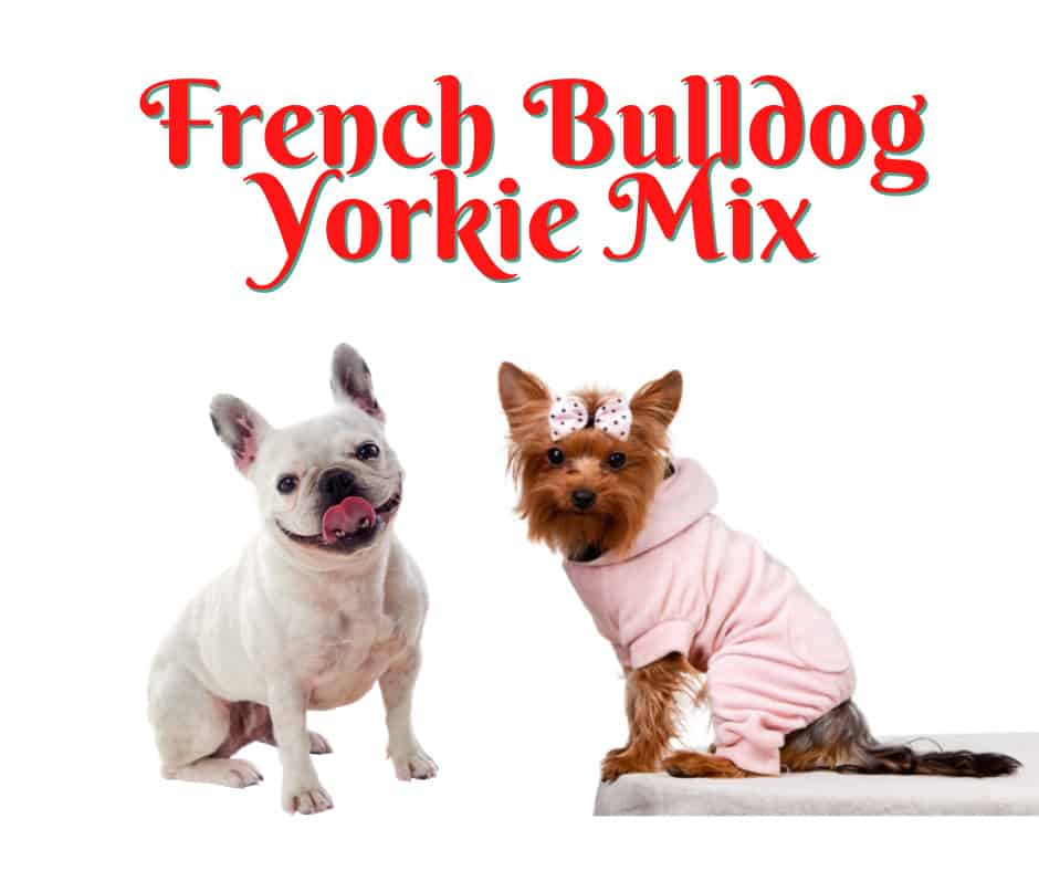 French Bulldog Yorkie Mix