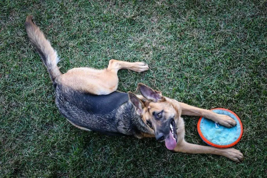 Frisbee for Large Dog