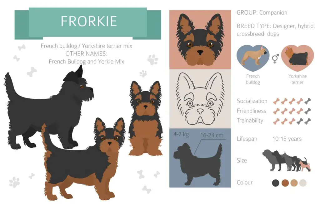 Frorkie Infographic