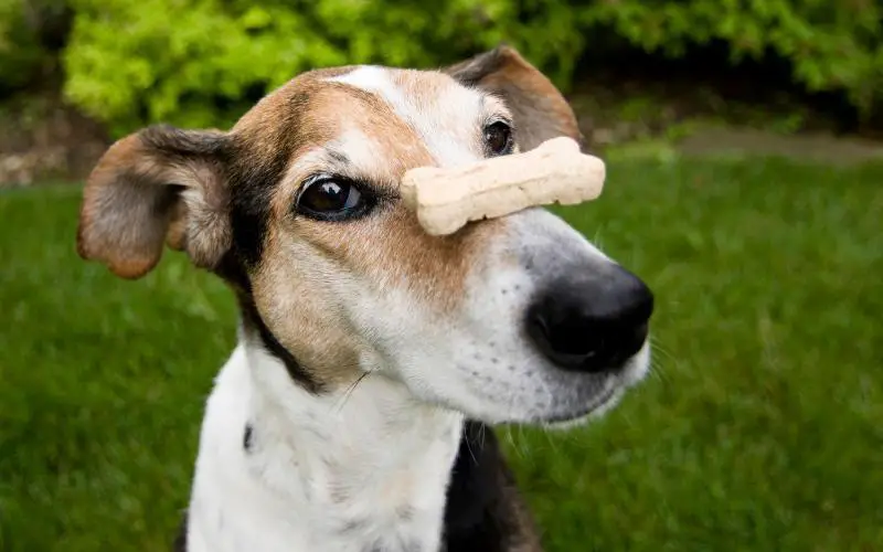 Fun Facts About Dog Treats