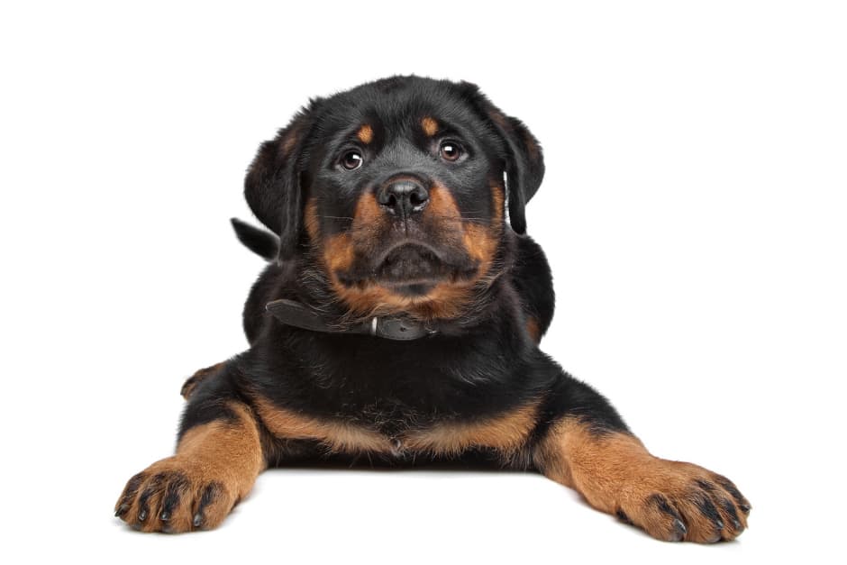 German Rottweiler Puppy For Sale