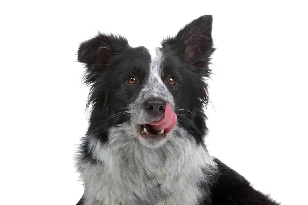 Learn about the German Shepherd Border Collie Mix aka the