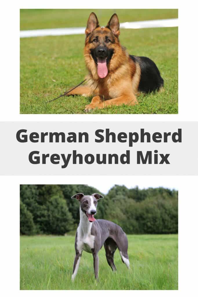 German Shepherd Greyhound Mix Pin