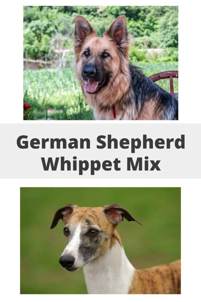 German Shepherd Whippet Mix Pin