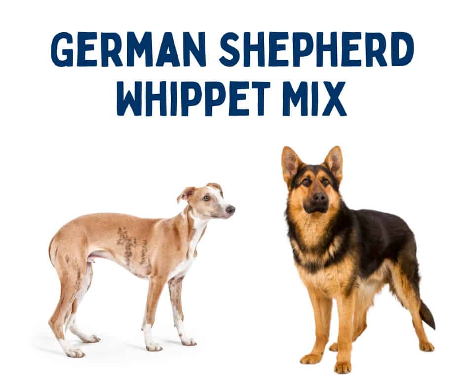 German Shepherd Whippet Mix