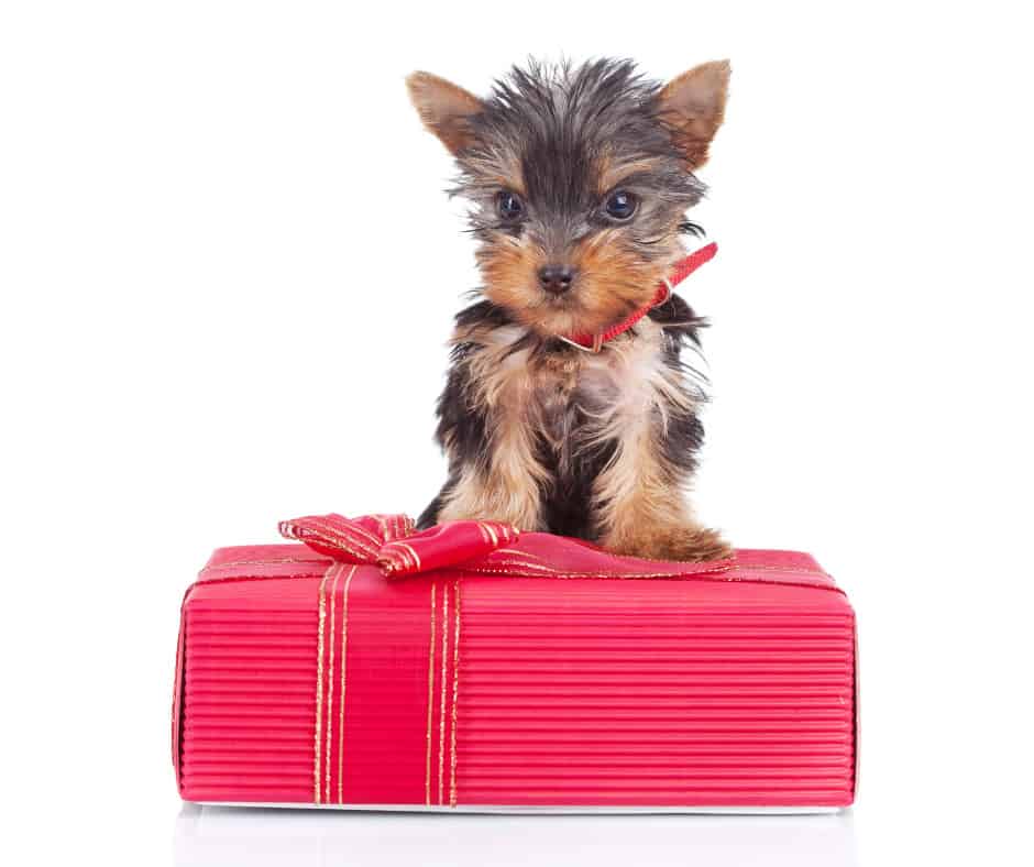 Gifts For Yorkie Lovers