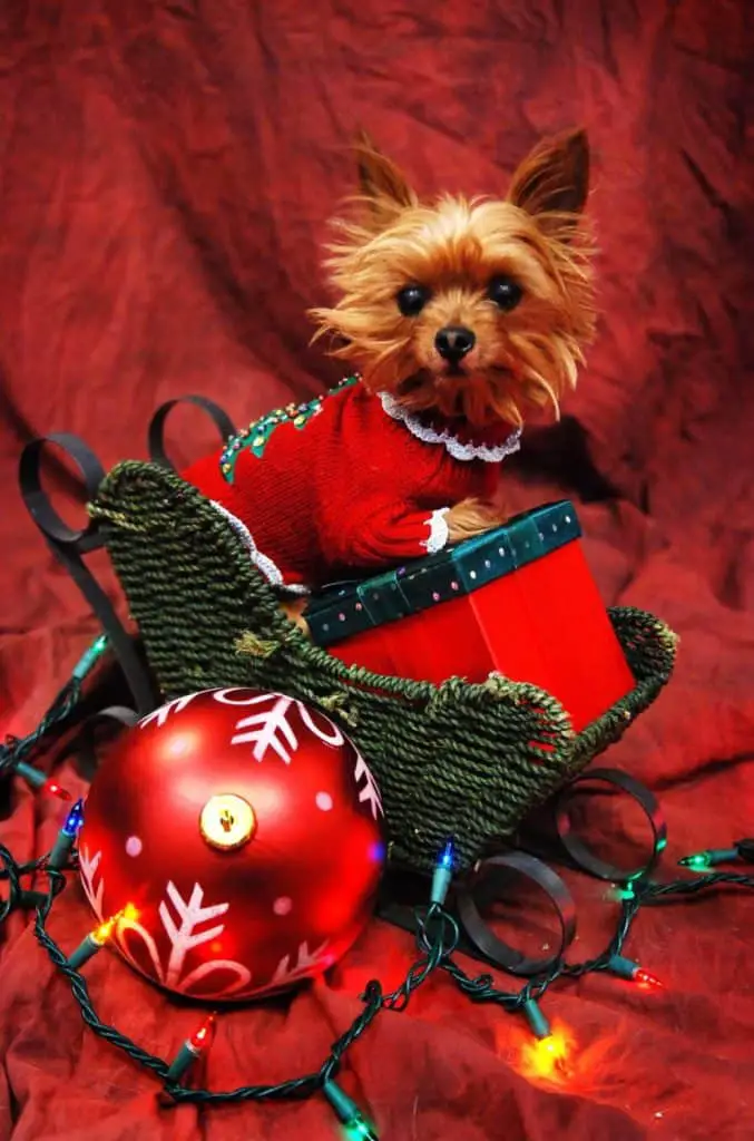 Gifts For Yorkshire Terrier Lovers