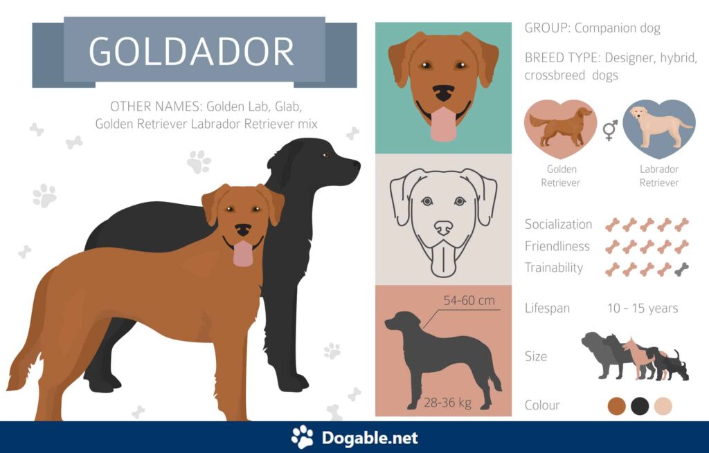 Goldador Infographic
