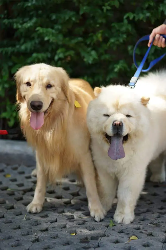 Golden Retriever And Chow Chow Together