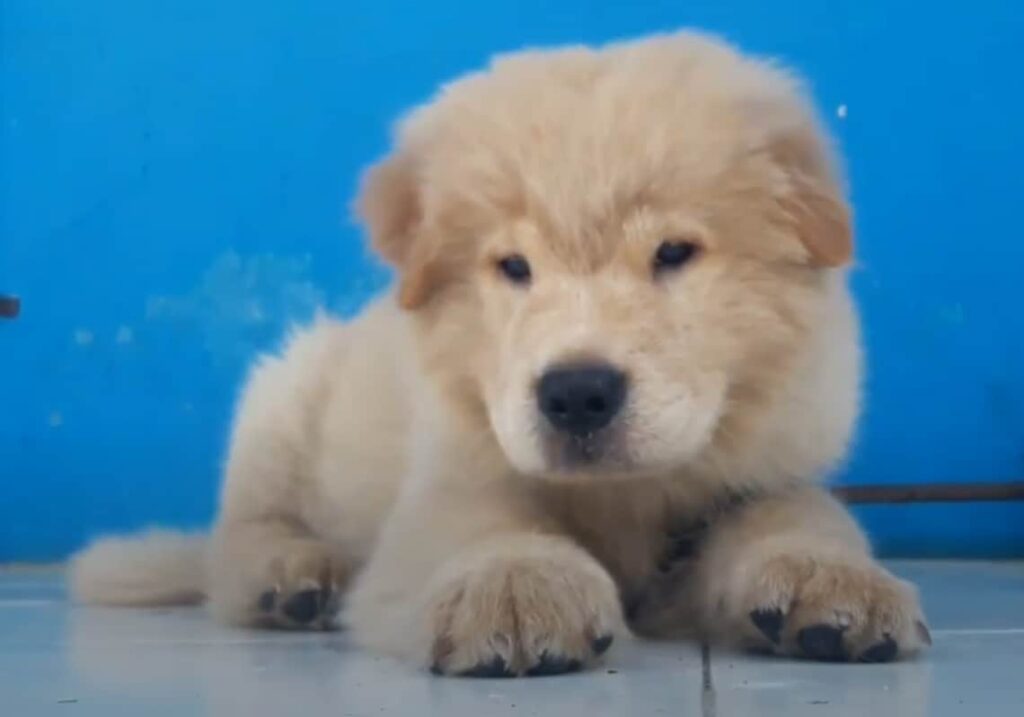 Golden Retriever Chow Mix Puppy