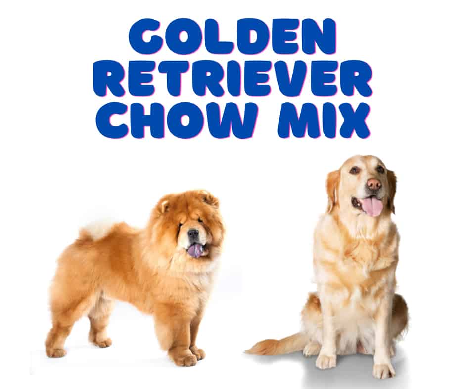 Golden Retriever Chow Mix