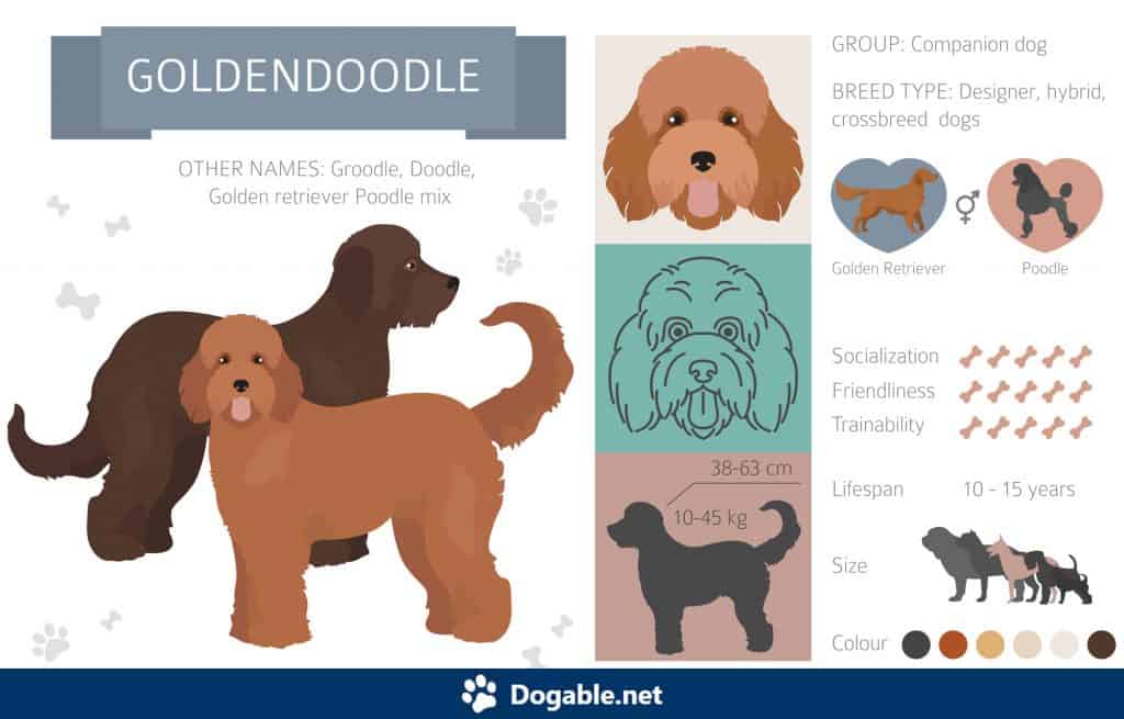 Goldendoodle Infographic