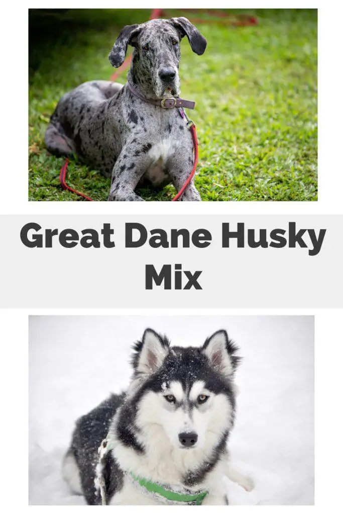 Great Dane Husky Mix Pin