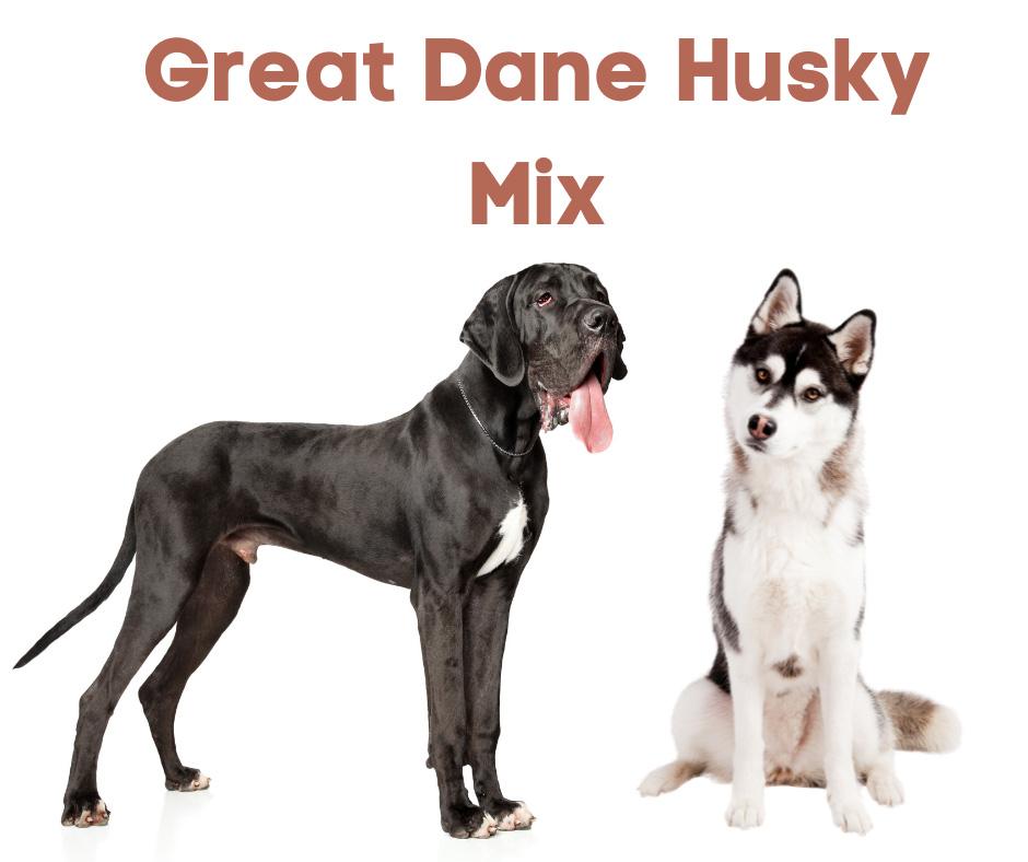 Great Dane Husky Mix