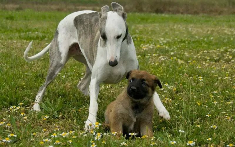 Greyhound And A German Shepherd