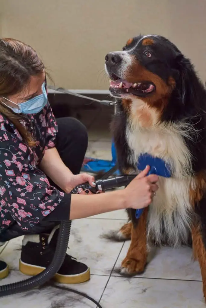 Grooming The Bernese Mountain Dog
