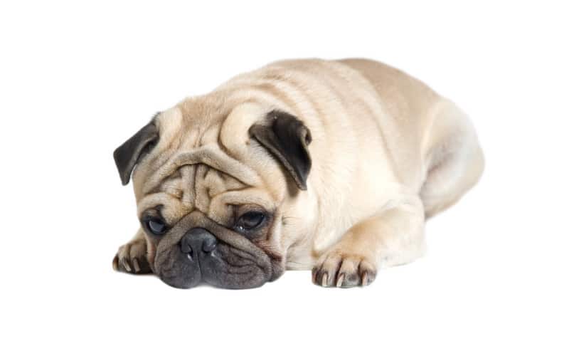 How Long Are Pugs Pregnant For