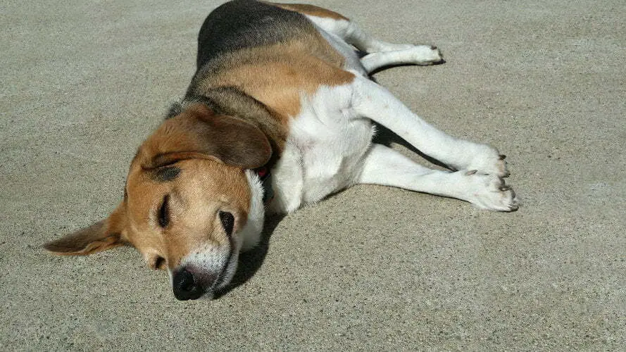 How Long Should I Let My Dog Lay In The Sun