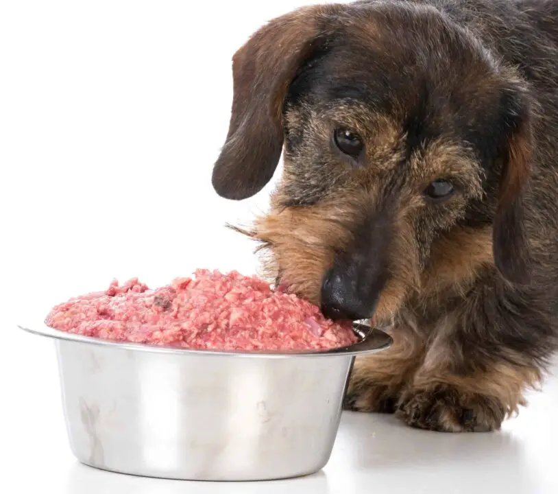 How Much Raw Food To Feed Dog