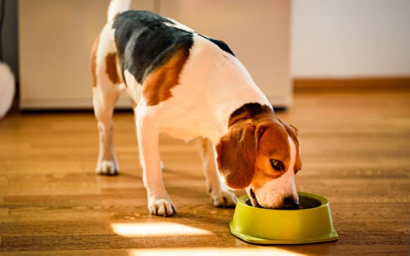 How Much Should A Beagle Eat