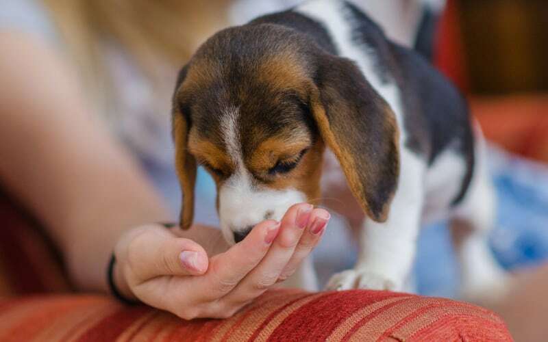 How Much to Feed A Beagle Puppy